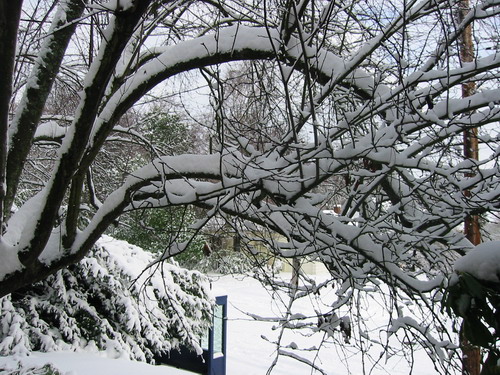 snow-covered branches